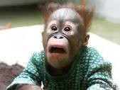 Create meme: monkey, the picture is surprisingly funny, surprised monkey meme