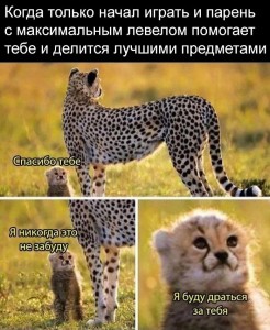 Create meme: animals, small Cheetah, Cheetah meme