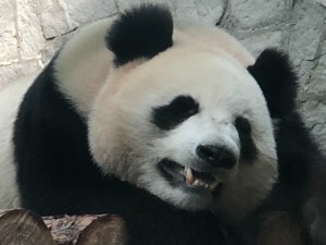 Создать мем: panda, панда китай, медведь панда