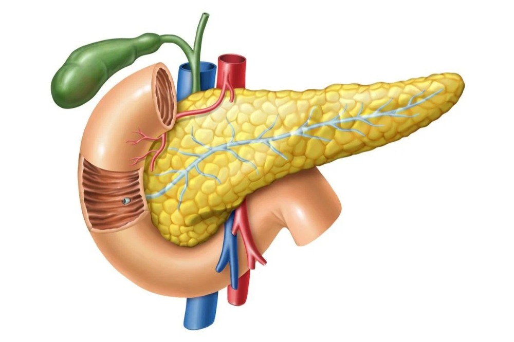 Поджелудочная железа человека рисунок