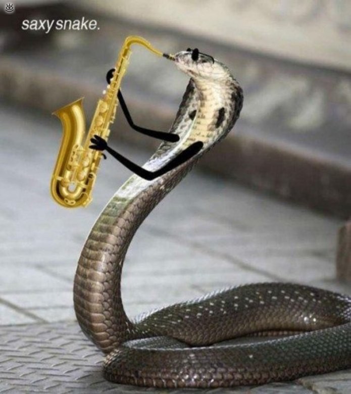 Create Meme King Cobra Cobra Snake Snake Pictures Meme