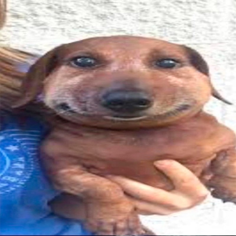 Create meme: The dachshund is smiling, dog meme , The dog is a smiling dachshund