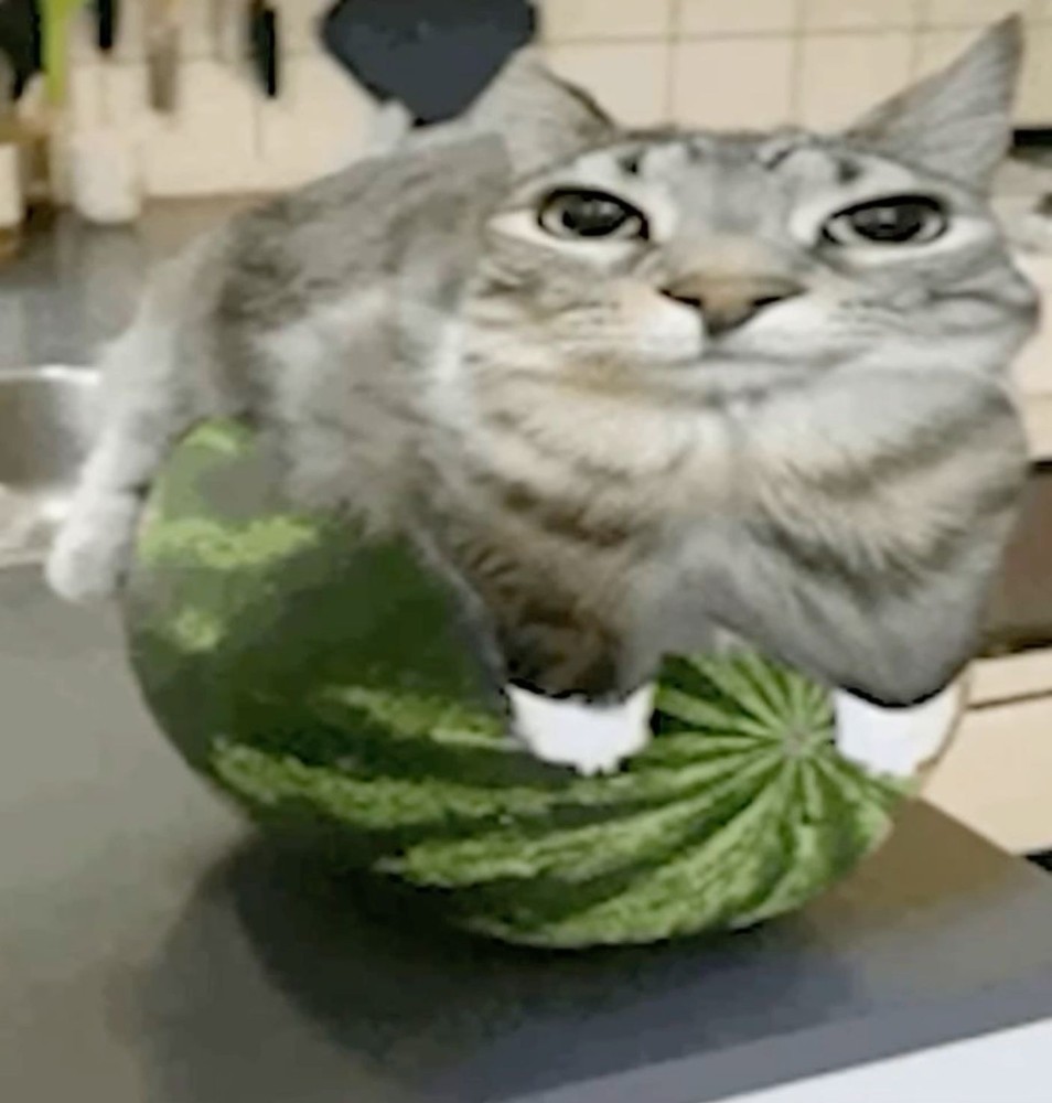 Create meme: a cat on a watermelon, cat , watermelon cat