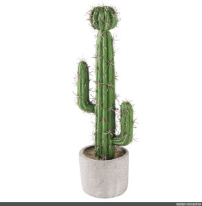 Create meme: cactus, saguaro cactus Mexican, cactus plant