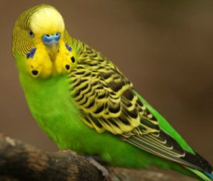 Создать мем: волнистый попугай самка, волнистый попугай салатового цвета, волнистый попугай зеленый