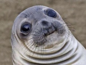 Create meme: I seal, sad seal, meme Navy seal