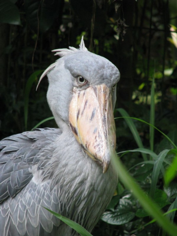 Create meme: shoebill stork, 2021 congo shoebill stork silver, pelican kitoglav