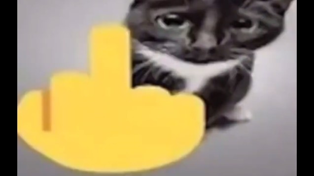 Create meme: fac cat, cat shows FAK, cat