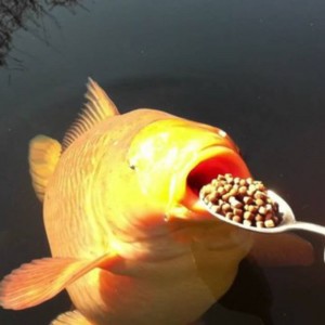 Create meme: lure fish, fishing for carp, fish