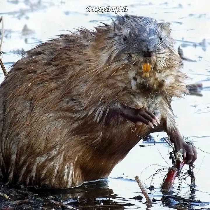 Create meme: muskrat , muskrat water rat, muskrat river