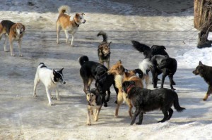 Create meme: dog catching 2017 SPb. len.obl., hotline homeless dogs, abandoned animals