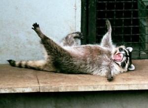 Create meme: a raccoon and a monkey, raccoon collapsed, a dead raccoon