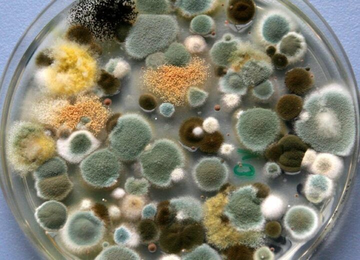 Create meme: mold fungi, mold in a petri dish, aspergillus mold fungi