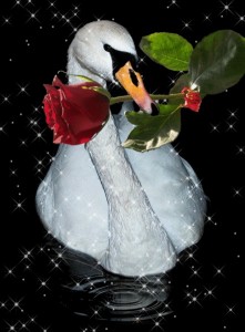 Create meme: bird Swan, Swan