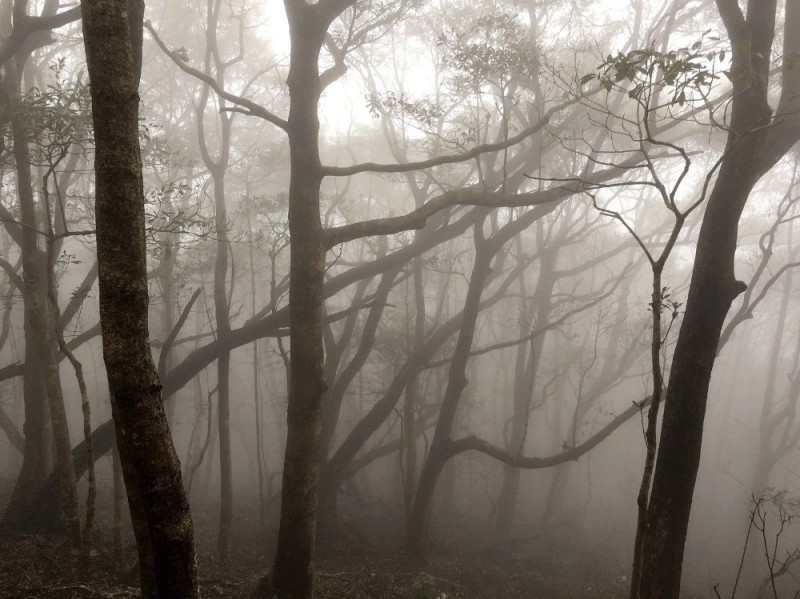 Create meme: misty forest, nature fog, gloomy misty forest