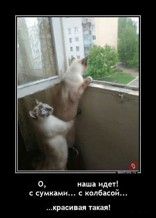 Create meme: cat , The cat is waiting for a demotivator, cat 