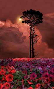 Create meme: nature sunset, sunset tree, landscape sunset