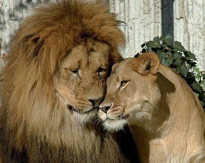 Создать мем: лев и львица нежность, lion love, лев львица и львенок