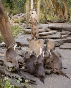 Create meme: a baby otter