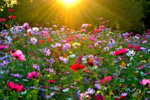 Create meme: flower meadow, the flowers of the meadow, flowers field