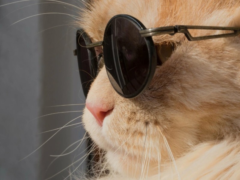 Create meme: cat with black glasses, you stink cat
