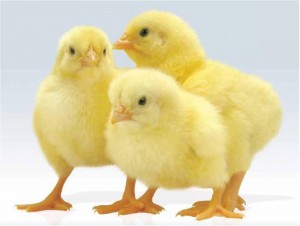 Create meme: agricultural animals, day-old Chicks, chickens Hubbard