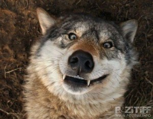 Create meme: stoned wolf