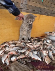 Создать мем: рыбы, котоматрица лучшее, кот рыболов