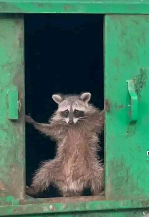 Create meme: raccoon raccoon, enotik , a raccoon