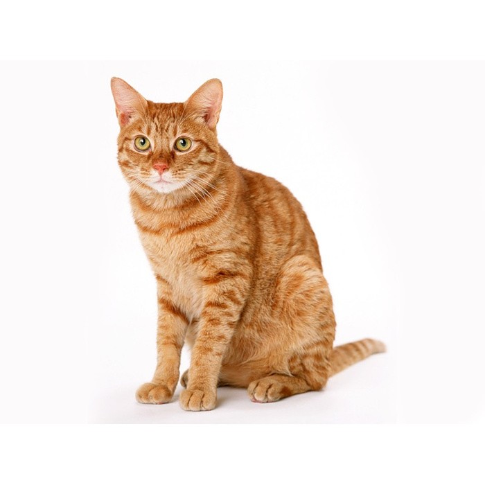 Create meme: red cat , asian tabby cat redhead, european shorthair cat red