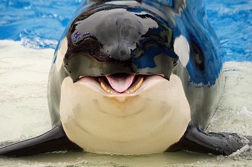 killer whale jumping mouth open