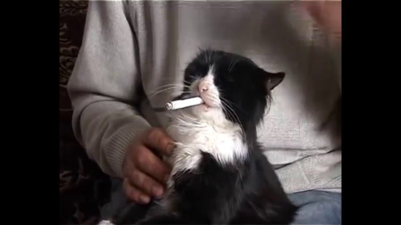 Create meme: cat with a cigarette, sad cat with a cigarette, smoking cat