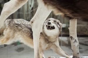 Create meme: animals wolf, the jaws of the wolf, wolf auf
