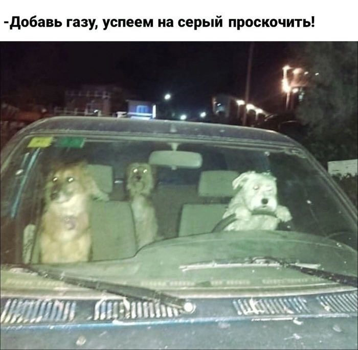 Create meme: dog behind the wheel, the dog in the car meme, the dog is driving
