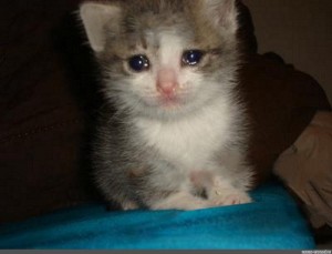 Create meme: crying cat, the kitten is crying, crying cat