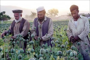 Создать мем: Афганистан, опиум, мак в афганистане