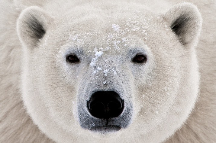 Create meme: polar bear , polar bear muzzle, polar bear umka