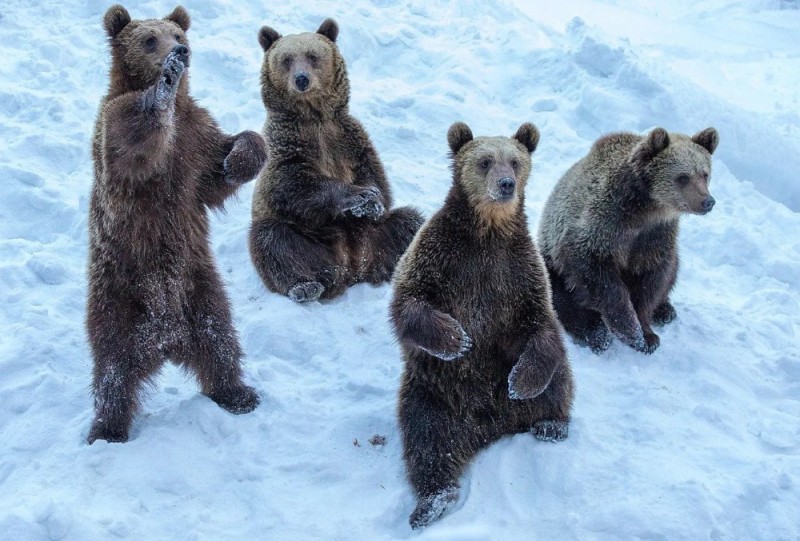 Create meme: brown bear brown bears, bear in winter, bear with cubs 