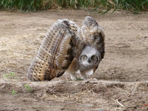 Create meme: little owl, owl, virgin owl great horned owl