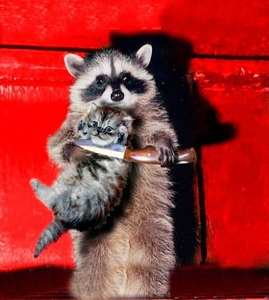 Create meme: a raccoon with a cat on hands, little raccoon, raccoon gargle 