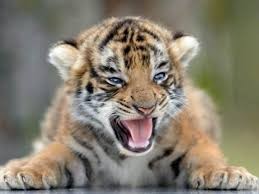 Create meme: cute animals, tiger, angry tiger