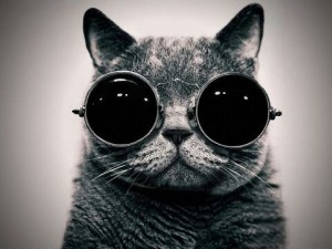 Create meme: glasses, cat portrait, Dope