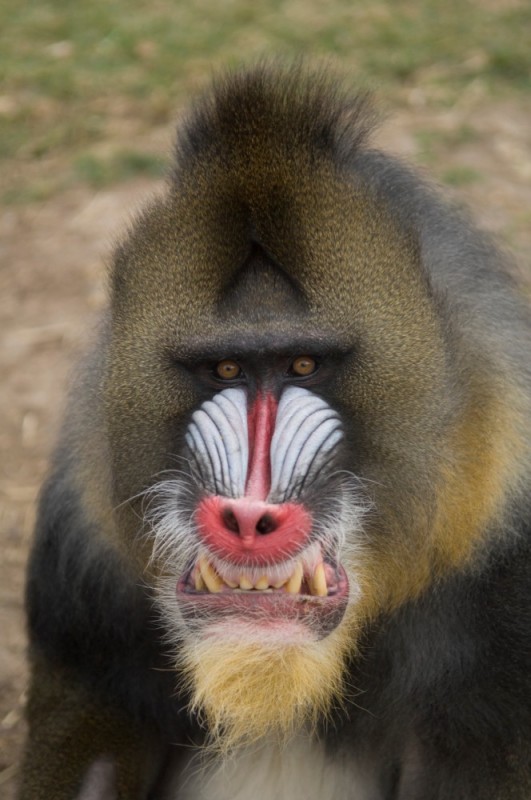 Create meme: baboon mandrill, baboon's nose, mandrill