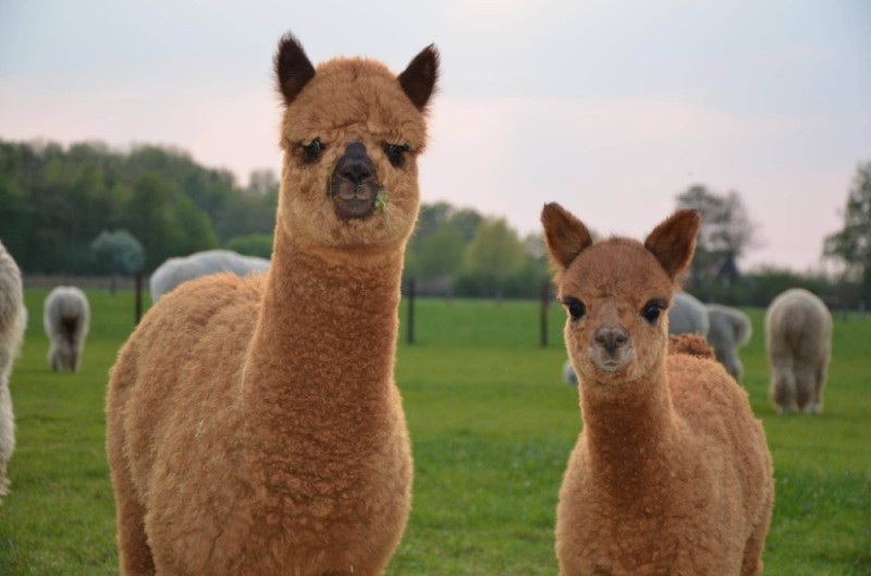 Create meme: Alpaca , baby alpaca, cute llamas and alpacas