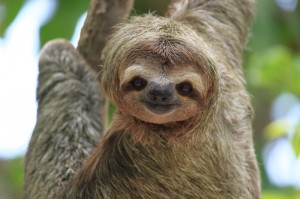Create meme: sloth funny, meme sloth, animal sloth