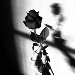 Create meme: black and white, you're blushing is a trait of the lovely hearts, black roses b & W