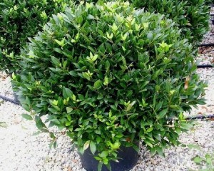 Создать мем: куст самшит, самшит buxus, самшит кустарник