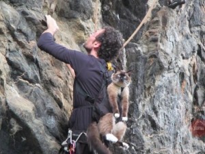 Create meme: fisherman, Cat climber