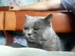 Create meme: British Shorthair, British cat, British cat