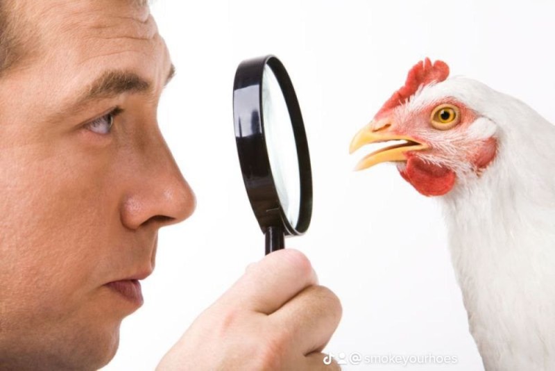 Create meme: chicken with a magnifying glass, chicken head, for the chicken